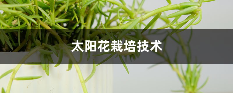 太阳花栽培技术,太阳花花苗怎么栽培 太阳花栽培技术,太阳花花苗怎么栽培