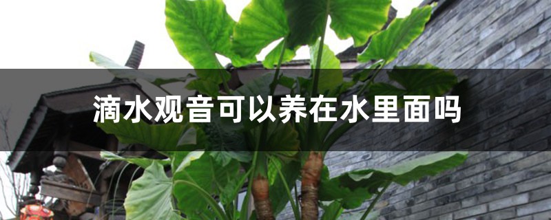 滴水观音可以养在水里面吗,水培养护方法 滴水观音可以养在水里面吗,水培养护方法