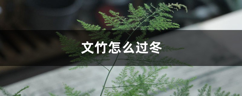 文竹怎么过冬,会冻死吗 文竹怎么过冬,会冻死吗