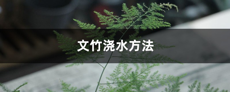 文竹浇水方法,浇水多久一次 文竹浇水方法,浇水多久一次