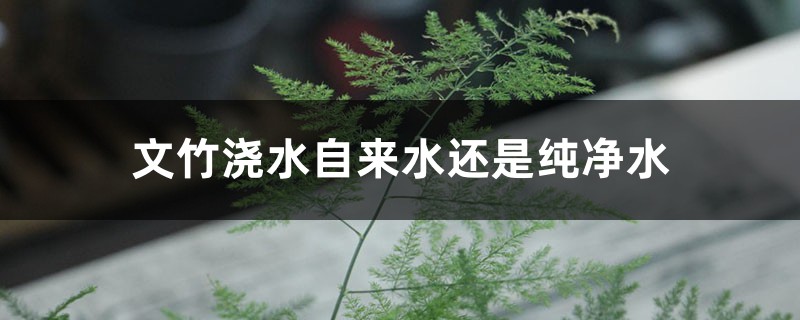 文竹浇水自来水还是纯净水,浇水是浇叶还是根 文竹浇水自来水还是纯净水,浇水是浇叶还是根