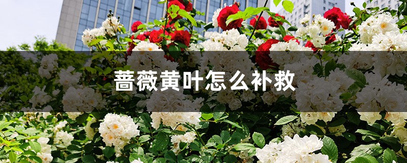 蔷薇黄叶的原因和处理办法 蔷薇黄叶的原因和处理办法