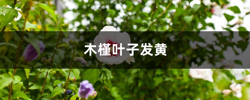 木槿黄叶的原因和处理办法 木槿黄叶的原因和处理办法
