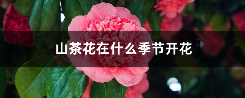 山茶花在什么季节开花,山茶花花开败后要摘下吗 山茶花在什么季节开花,山茶花花开败后要摘下吗