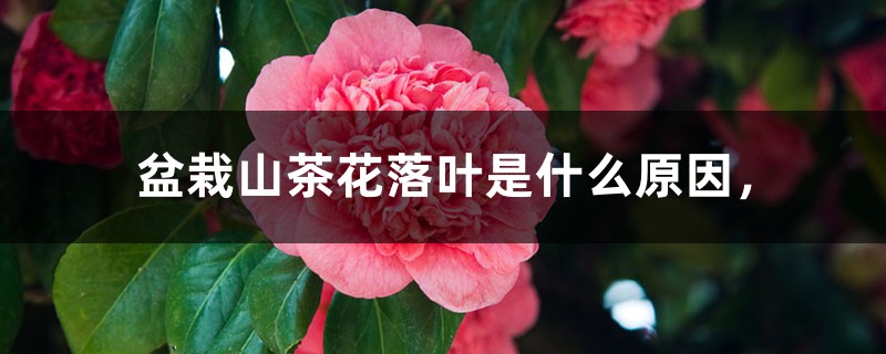 盆栽山茶花落叶是什么原因,什么时候开花 盆栽山茶花落叶是什么原因,什么时候开花