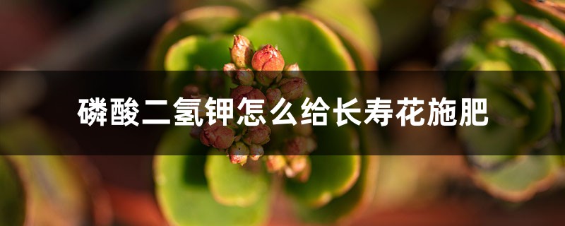 磷酸二氢钾怎么给长寿花施肥,施肥技巧 磷酸二氢钾怎么给长寿花施肥,施肥技巧