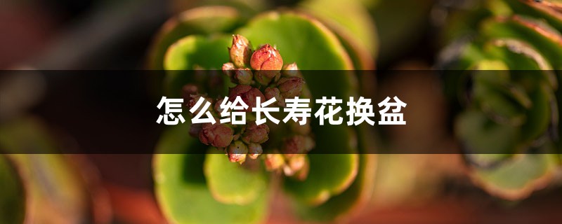 怎么给长寿花换盆,换盆后都蔫了怎么办 怎么给长寿花换盆,换盆后都蔫了怎么办