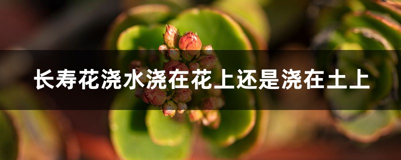 长寿花浇水浇在花上还是浇在土上,浇水多了杆发黑了怎么办 长寿花浇水浇在花上还是浇在土上,浇水多了杆发黑了怎么办