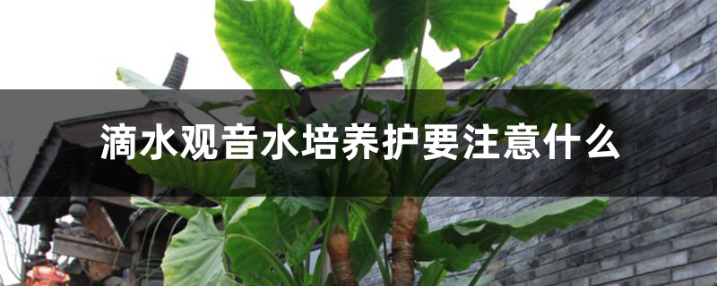 滴水观音水培养护要注意什么,水培的优点 滴水观音水培养护要注意什么,水培的优点