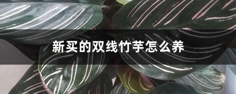 新买的双线竹芋怎么养 新买的双线竹芋怎么养