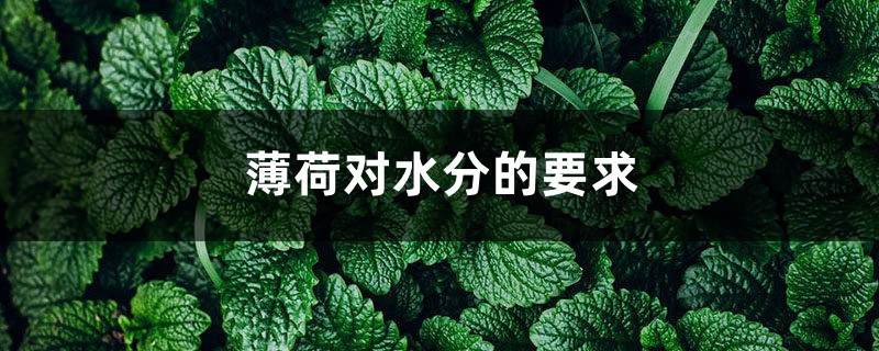薄荷对水分的要求 薄荷对水分的要求