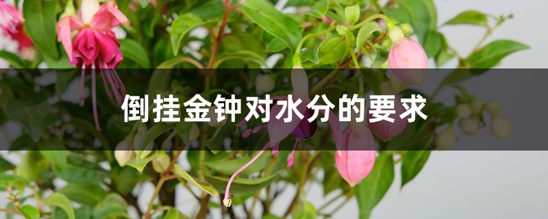 倒挂金钟对水分的要求 倒挂金钟对水分的要求