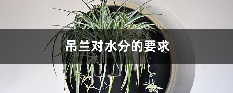 吊兰对水分的要求