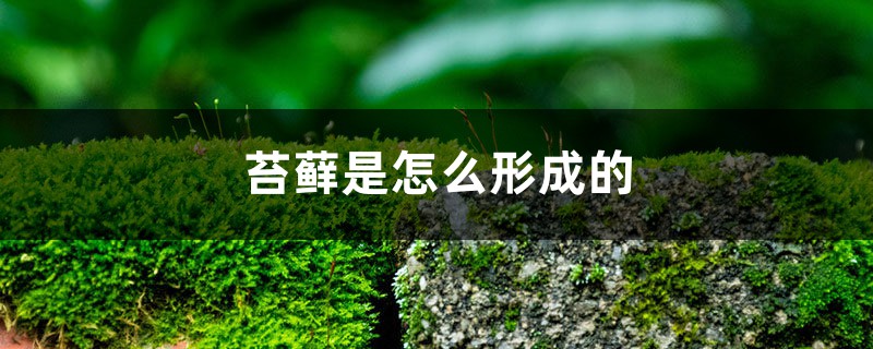 苔藓是怎么形成的,怎么让花盆里长苔藓 苔藓是怎么形成的,怎么让花盆里长苔藓