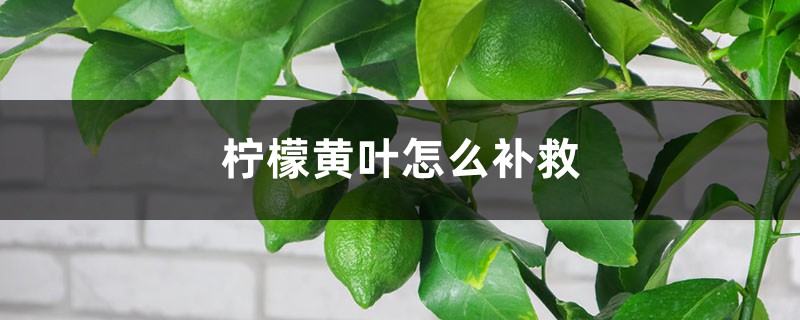 柠檬黄叶的原因和处理办法 柠檬黄叶的原因和处理办法