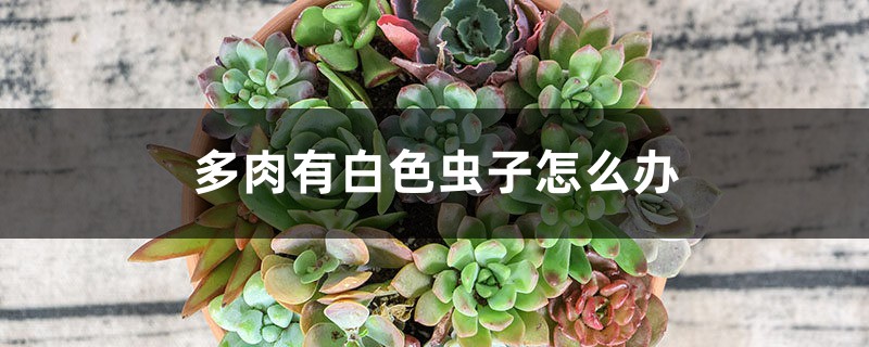 多肉有白色虫子怎么办,多肉土壤怎么除去虫卵 多肉有白色虫子怎么办,多肉土壤怎么除去虫卵