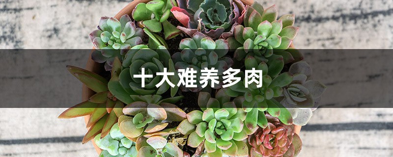 十大难养多肉,多肉哪款最难养 十大难养多肉,多肉哪款最难养