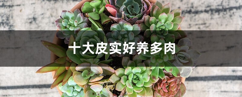 十大皮实好养多肉,最容易养的多肉排名 十大皮实好养多肉,最容易养的多肉排名