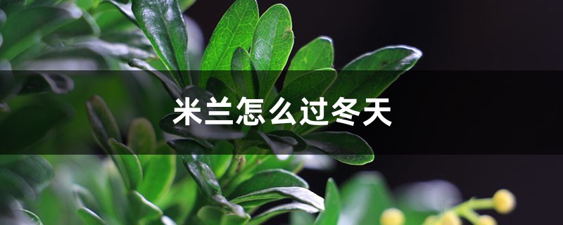 米兰怎么过冬天,米兰花过冬最低温度 米兰怎么过冬天,米兰花过冬最低温度