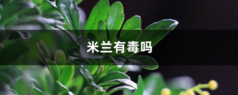 米兰有毒吗,米兰花可以放客厅吗 米兰有毒吗,米兰花可以放客厅吗
