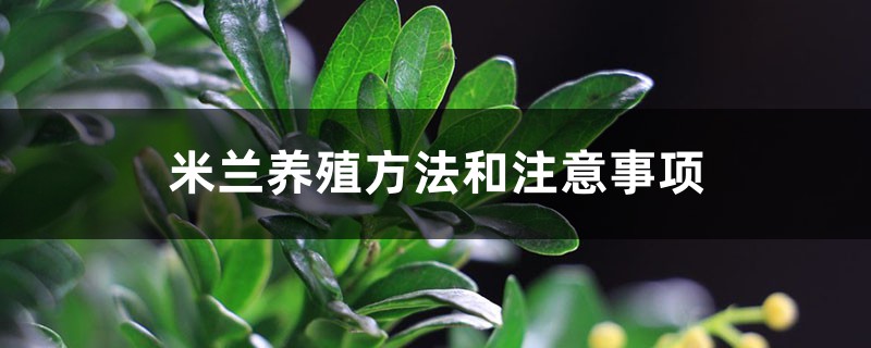 米兰养殖方法和注意事项,米兰怎么养 米兰养殖方法和注意事项,米兰怎么养