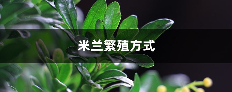 米兰繁殖方式,米兰如何繁殖 米兰繁殖方式,米兰如何繁殖