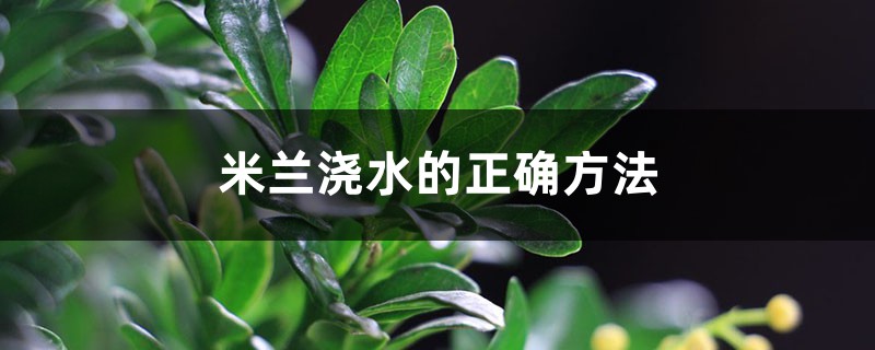 米兰浇水的正确方法,米兰浇水多了怎么办 米兰浇水的正确方法,米兰浇水多了怎么办