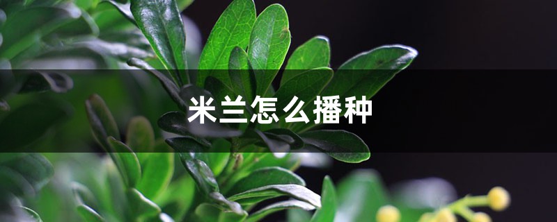 米兰怎么播种,米兰什么时候种最好 米兰怎么播种,米兰什么时候种最好
