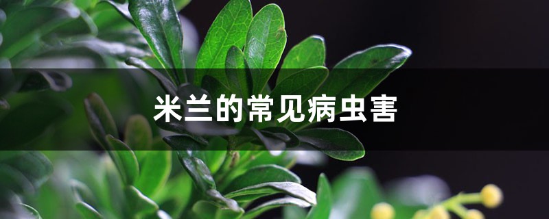 米兰的常见病虫害,米兰长什么虫 米兰的常见病虫害,米兰长什么虫