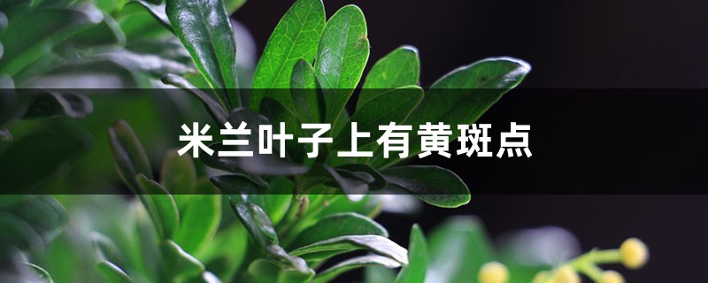 米兰叶子上有黄斑点,米兰叶子黄是怎么回事 米兰叶子上有黄斑点,米兰叶子黄是怎么回事