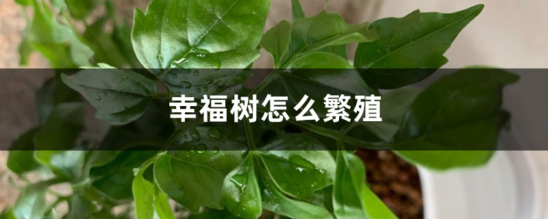幸福树怎么繁殖,幸福树繁殖方法 幸福树怎么繁殖,幸福树繁殖方法