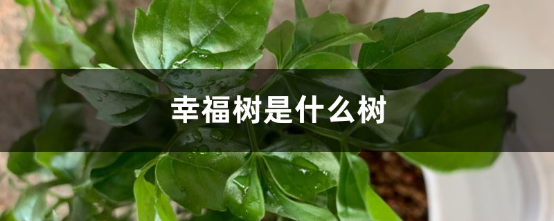 幸福树是什么树,幸福树常绿还是落叶 幸福树是什么树,幸福树常绿还是落叶