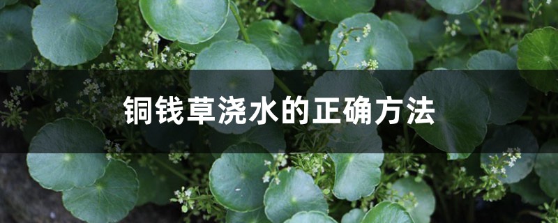铜钱草浇水的正确方法,铜钱草浇什么水 铜钱草浇水的正确方法,铜钱草浇什么水