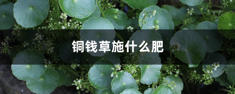 铜钱草施什么肥,怎么用啤酒浇铜钱草 铜钱草施什么肥,怎么用啤酒浇铜钱草