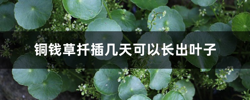 铜钱草扦插几天可以长出叶子,铜钱草的叶子能插活吗 铜钱草扦插几天可以长出叶子,铜钱草的叶子能插活吗