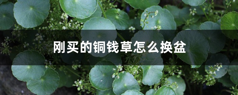刚买的铜钱草怎么换盆,铜钱草换盆后打蔫 刚买的铜钱草怎么换盆,铜钱草换盆后打蔫