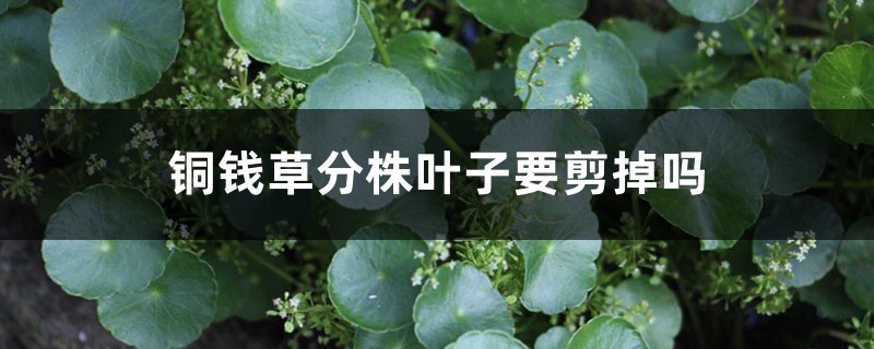 铜钱草分株叶子要剪掉吗,铜钱草分株几天能发芽 铜钱草分株叶子要剪掉吗,铜钱草分株几天能发芽