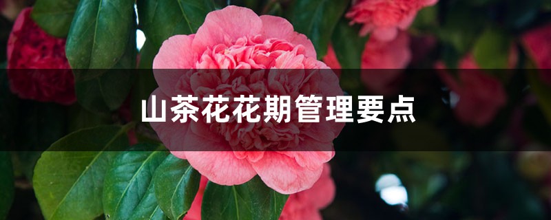 山茶花花期管理要点,山茶花花期怎么施肥 山茶花花期管理要点,山茶花花期怎么施肥