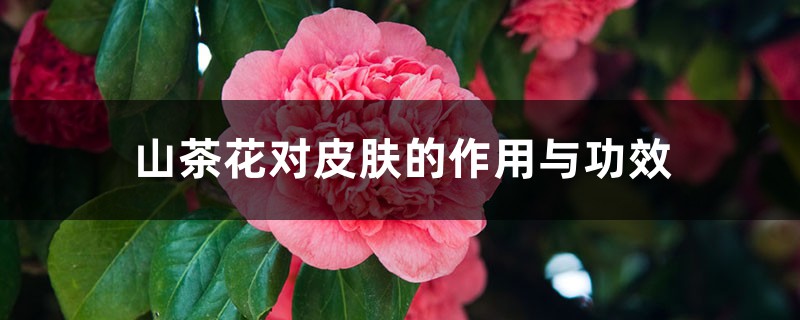 山茶花对皮肤的作用与功效,对人有什么好处 山茶花对皮肤的作用与功效,对人有什么好处