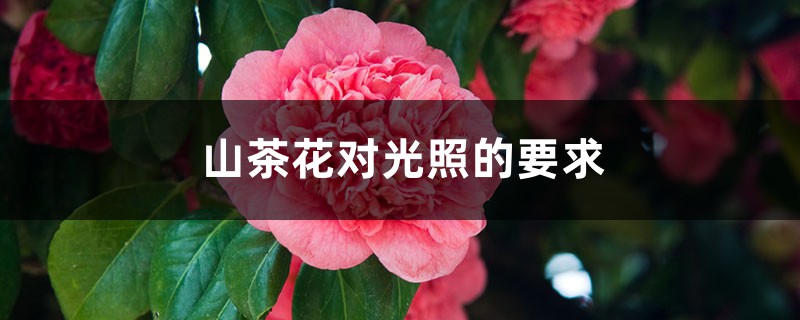 山茶花对光照的要求,对土壤的要求 山茶花对光照的要求,对土壤的要求
