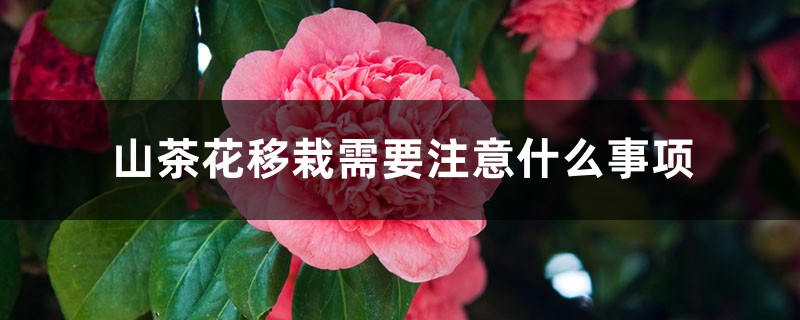 山茶花小苗什么时候移栽,山茶花移栽需要注意什么事项 山茶花小苗什么时候移栽,山茶花移栽需要注意什么事项