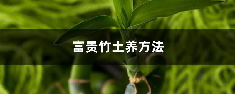 富贵竹能土养吗,怎么土养 富贵竹能土养吗,怎么土养