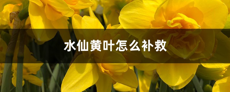 水仙黄叶的原因和处理办法 水仙黄叶的原因和处理办法