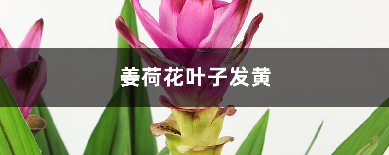姜荷花黄叶的原因和处理办法 姜荷花黄叶的原因和处理办法