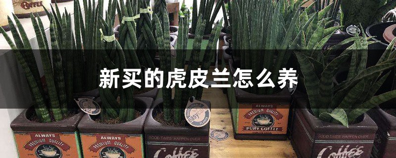 新买的虎皮兰怎么养 新买的虎皮兰怎么养