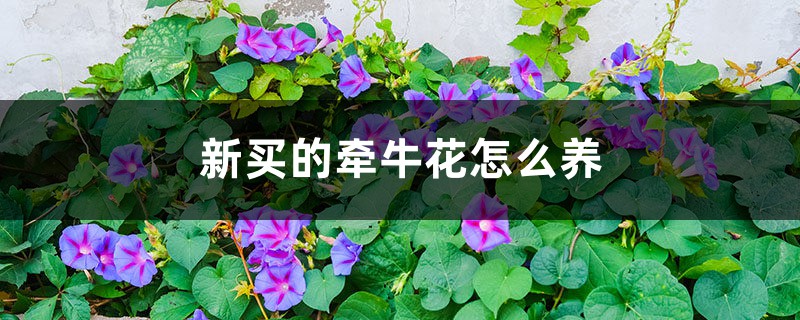 新买的牵牛花怎么养 新买的牵牛花怎么养