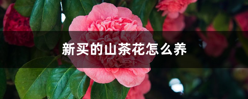 新买的山茶花怎么养 新买的山茶花怎么养