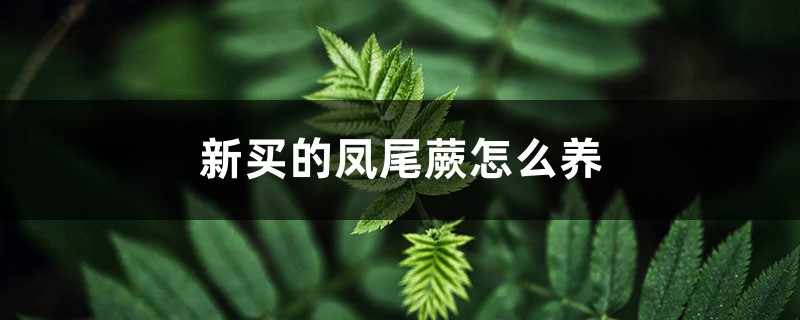 新买的凤尾蕨怎么养 新买的凤尾蕨怎么养