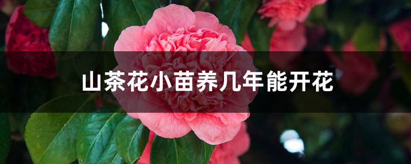 山茶花小苗养几年能开花,山茶花小苗怎么养 山茶花小苗养几年能开花,山茶花小苗怎么养