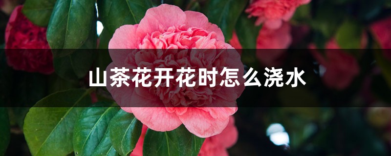 山茶花开花时怎么浇水,花期可以喷水吗 山茶花开花时怎么浇水,花期可以喷水吗